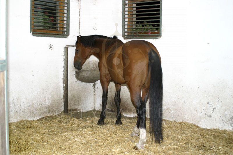 A fájl már létezik a célhelyen: import/kepek/vizjeles_1830543.jpg
Eladó Családi ház Ceglédbercel  1000 m<sup>2</sup> 1200000 EUR
