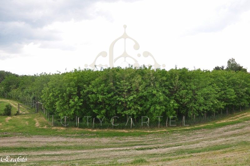 A fájl már létezik a célhelyen: import/kepek/vizjeles_3353224.jpg
Eladó Építési telek Debrecen  30000 m<sup>2</sup> 291 millió Ft