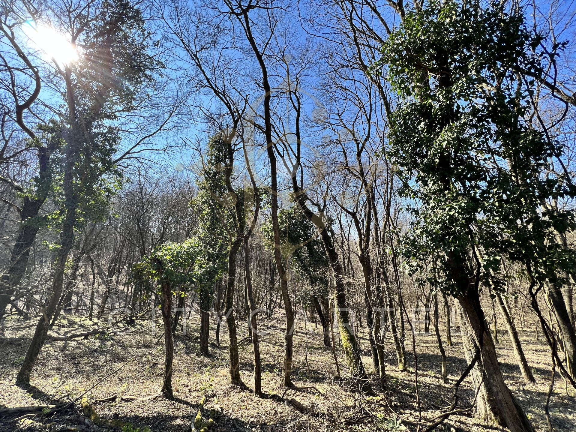 A fájl már létezik a célhelyen: import/kepek/vizjeles_4223796.jpg
For sale Forest Bisse  800000 m<sup>2</sup> 268 millió Ft