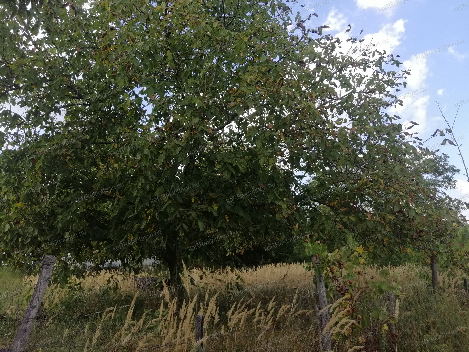 A fájl már létezik a célhelyen: import/kepek/vizjeles_4949681.jpg
Eladó Tanya Heves  64 m<sup>2</sup> 36 millió Ft