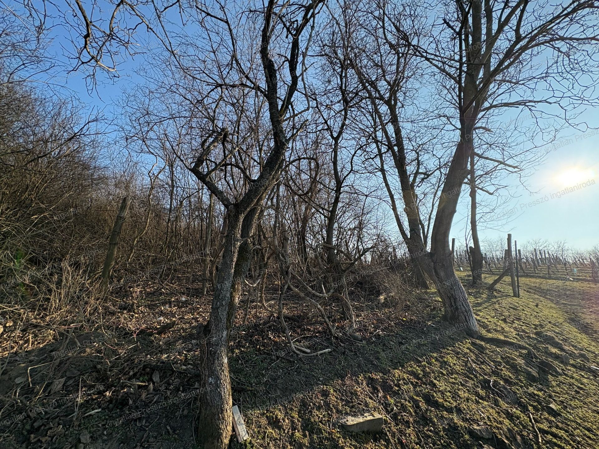 A fájl már létezik a célhelyen: import/kepek/vizjeles_5651083.jpg
Eladó Zártkert Káptalantóti  4005 m<sup>2</sup> 19.5 millió Ft