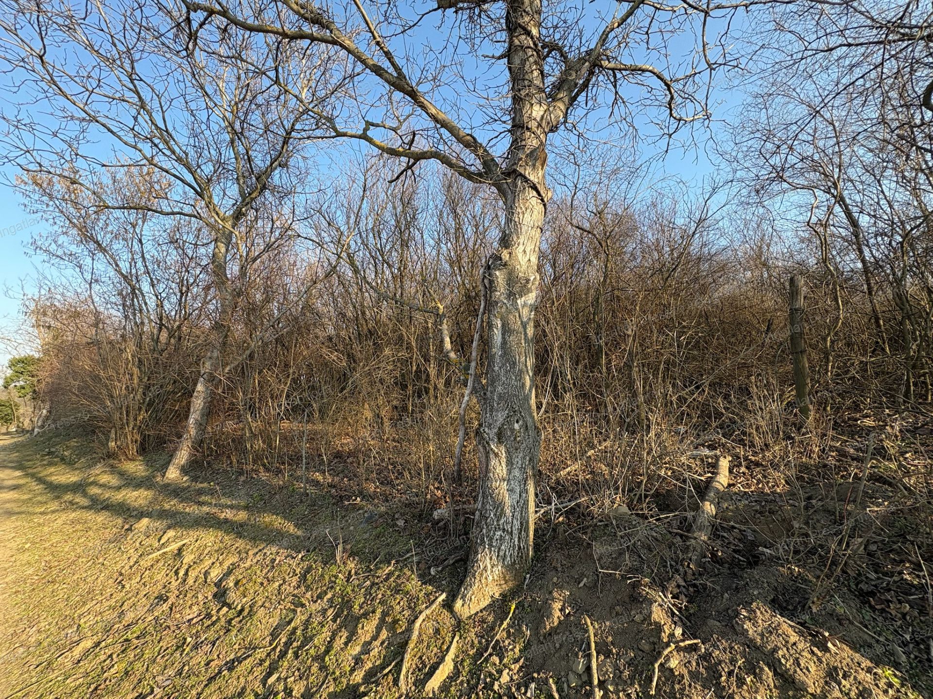 A fájl már létezik a célhelyen: import/kepek/vizjeles_5651084.jpg
Eladó Zártkert Káptalantóti  4005 m<sup>2</sup> 19.5 millió Ft