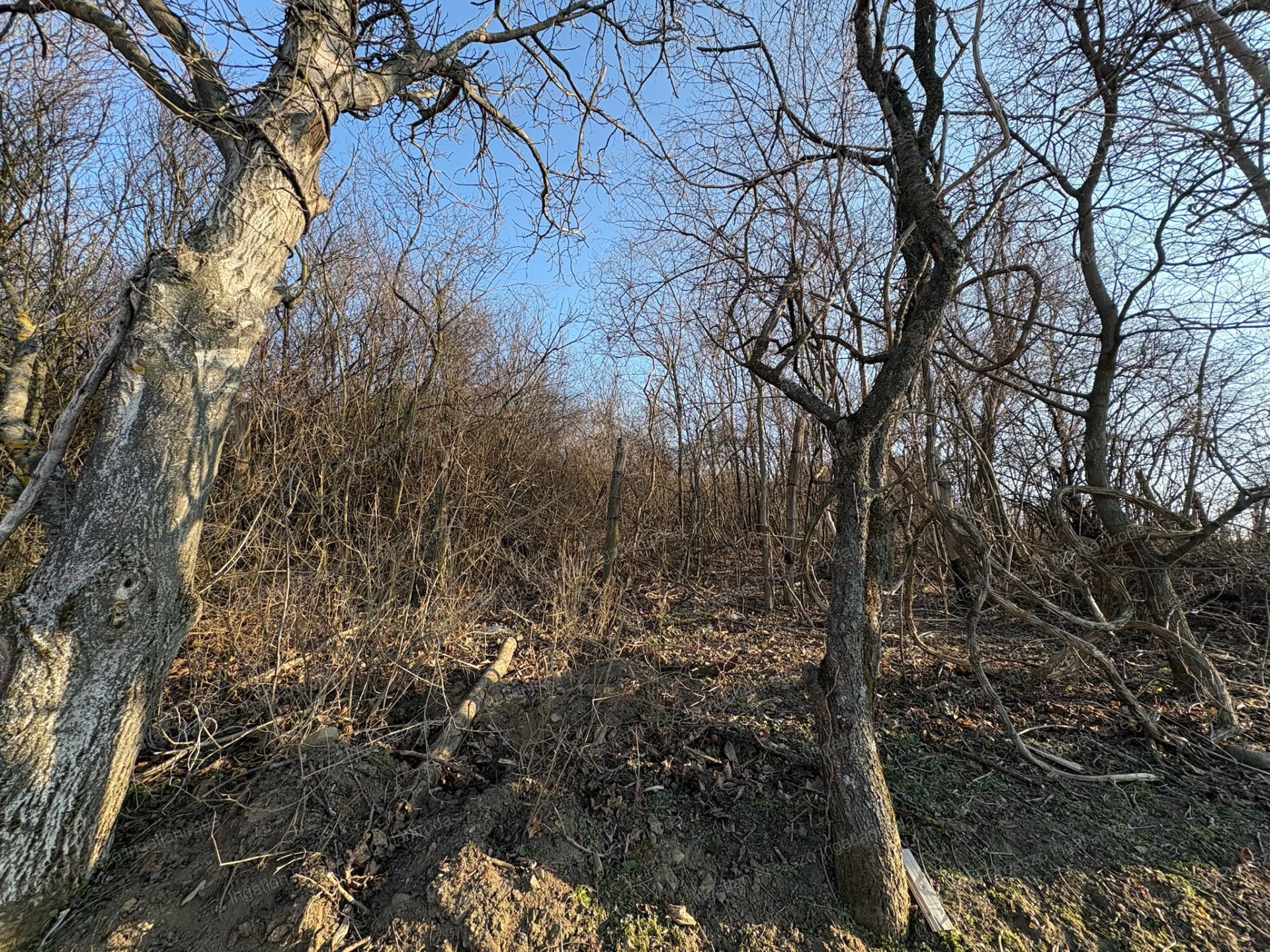 A fájl már létezik a célhelyen: import/kepek/vizjeles_5651086.jpg
Eladó Zártkert Káptalantóti  4005 m<sup>2</sup> 19.5 millió Ft