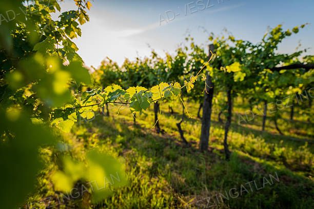 A fájl már létezik a célhelyen: import/kepek/vizjeles_5689400.jpg
Eladó Mezőgazdasági terület Kerékteleki  1353 m<sup>2</sup> 0.75 millió Ft