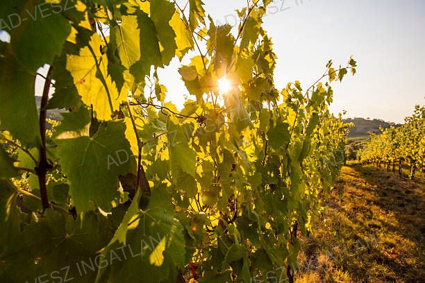 A fájl már létezik a célhelyen: import/kepek/vizjeles_5689401.jpg
Eladó Mezőgazdasági terület Kerékteleki  1353 m<sup>2</sup> 0.75 millió Ft