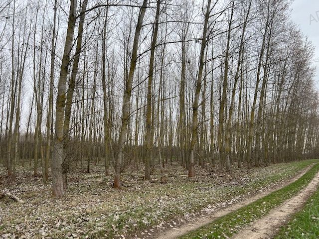 A fájl már létezik a célhelyen: import/kepek/vizjeles_5717421.jpg
Eladó Erdő Dánszentmiklós  192542 m<sup>2</sup> 58 millió Ft